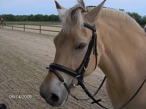 Fjordhest Luna - Solgt ! billede 1