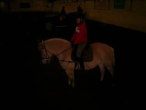 Fjordhest Luna - Solgt ! billede 2