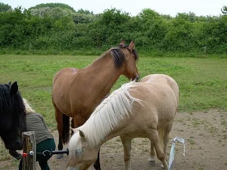 Anden særlig race Stjerne  - Hhehe., ved ikke lige hvad der sker på det billede ;) billede 18