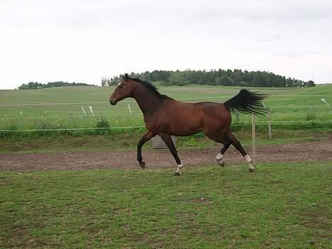 Trakehner Bartoli af Egehøj (R.I.P) - Se hvad jeg kan..=) billede 3