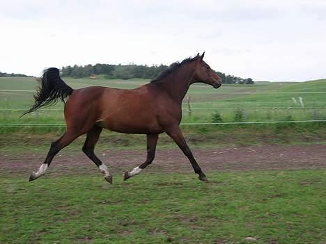 Trakehner Bartoli af Egehøj (R.I.P) billede 4