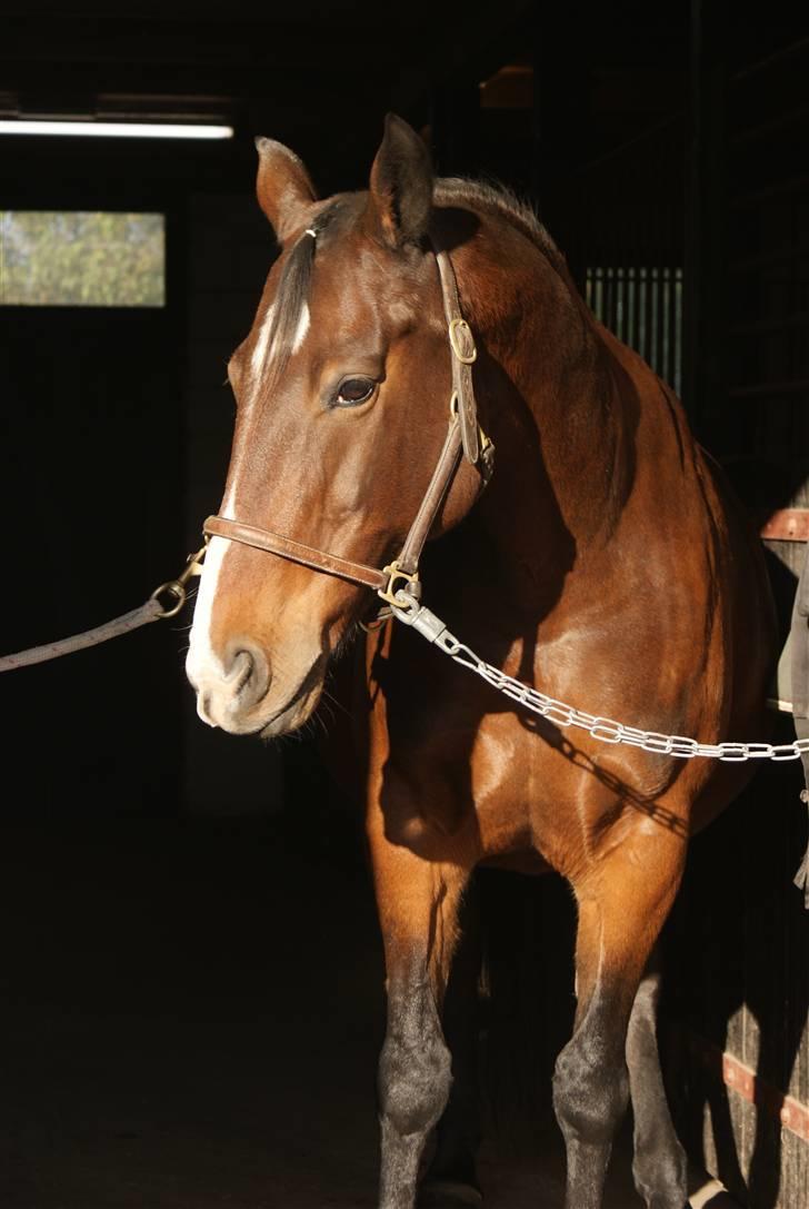 Hannoveraner | Kærslunds Chanel - 1/ Taget d. 14-10-2008 billede 1