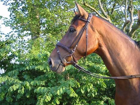 Dansk Varmblod Andigo billede 11