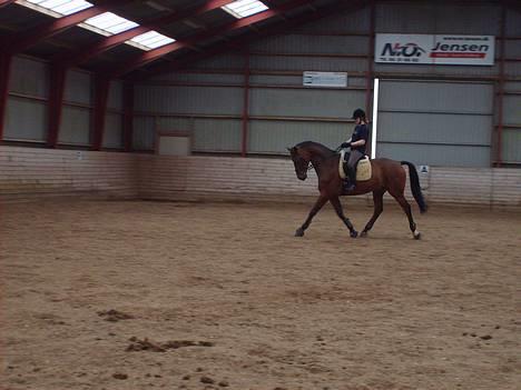 Dansk Varmblod Andigo billede 12