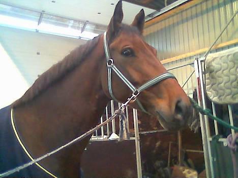 Dansk Varmblod Andigo billede 13