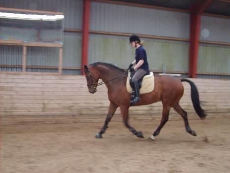 Dansk Varmblod Andigo - Opvarmning (: billede 14