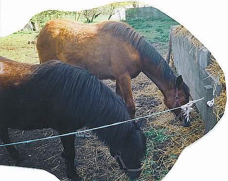 Anden særlig race (¯`v´¯)Chablis(efterlys) - Mig og Tøsen billede 13