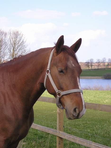 Frederiksborg Elstedsgårds Cavallo billede 5