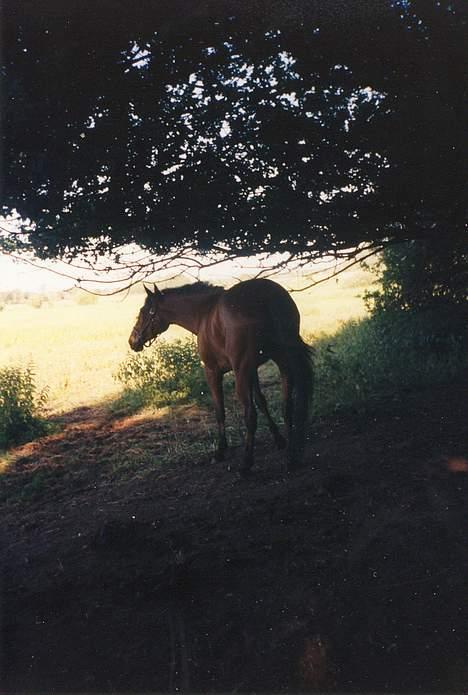 Standardbred ¨˜”°º• Ulrikka(solgt)•º°” - Her er hun på vej ud på græsset billede 17