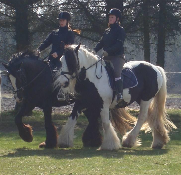 Irish Cob Bigumsgårds Dina  - Gypsy Show Horse Team. Trænning. 2009. billede 1