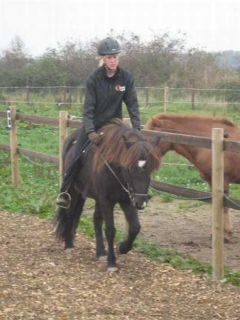 Islænder Nöf frá Bergsstöðum - Skridt. Hun har en fin skridt, når hun slapper af som her. [Taget af Ditte] (Billedet er lidt sløret fordi der er brugt digitazoom) billede 7