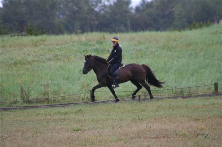 Islænder Nöf frá Bergsstöðum - Nosser og jeg til Faxis ungdomsstævne i trav <3 [Taget af: Ditte] (ikke med vilje sadlen ligger så langt fremme) billede 8