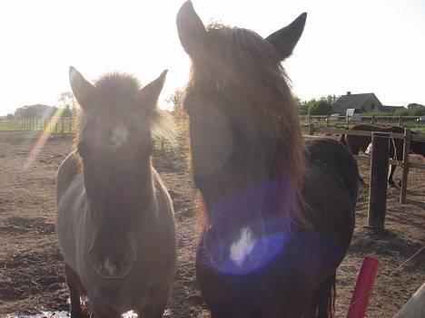 Islænder Nöf frá Bergsstöðum - Nös og Komma på fold <33 Nös til højre.  [Taget af: Mig] billede 10