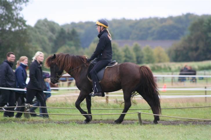 Islænder Nöf frá Bergsstöðum - Skridt til 6,0 <3 [Taget af: Ditte] billede 12