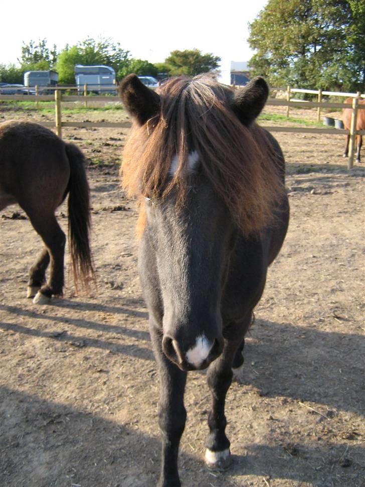 Islænder Nöf frá Bergsstöðum - Nöf <3 [Taget af: Kristiane] billede 13