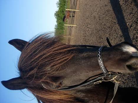 Islænder Nöf frá Bergsstöðum - <3  [Taget af: Mor] billede 14