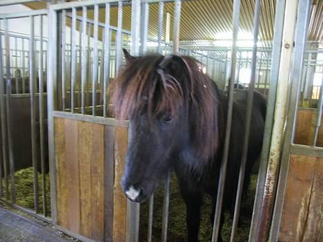 Islænder Nöf frá Bergsstöðum - Nös på Blesastaðir..  [Taget af: Mig] billede 15