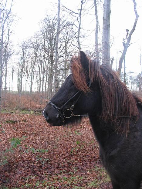 Islænder Nöf frá Bergsstöðum - Nös i skoven, hun rækker faktisk tunge ;P  [Taget af: Kristiane] billede 16