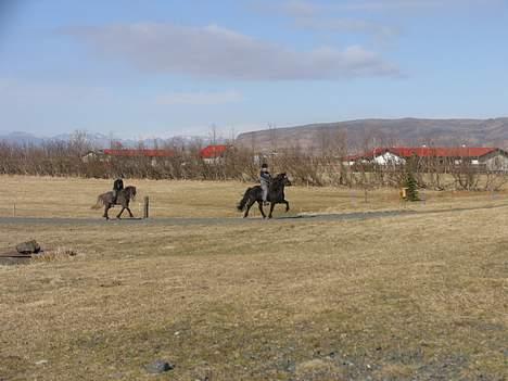 Islænder Nöf frá Bergsstöðum - Tænk en gang ! Så godt går hun når hun tölter STÆRKT ! <33  [Taget af: Kristiane] billede 18