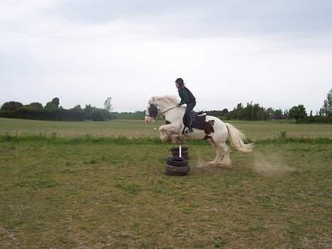 Tinker Romoses Spencer - Hopsa billede 14