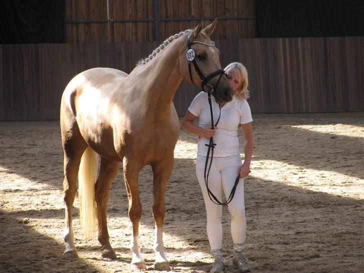 Palomino Østrupgårds Girlpower - Kåring billede 2