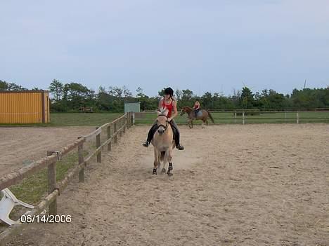 Fjordhest Luna - Solgt ! billede 3