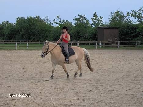 Fjordhest Luna - Solgt ! billede 4