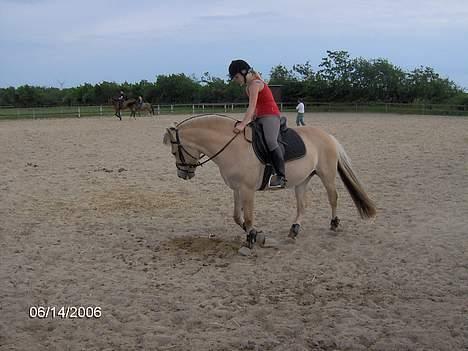 Fjordhest Luna - Solgt ! billede 5