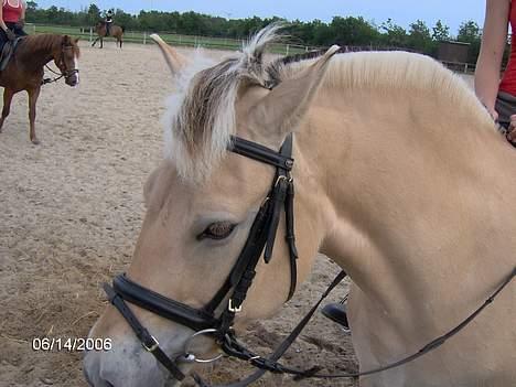 Fjordhest Luna - Solgt ! billede 6