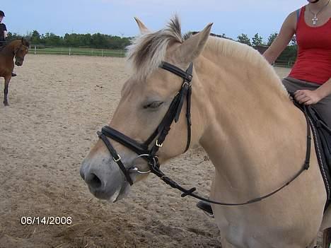 Fjordhest Luna - Solgt ! billede 7