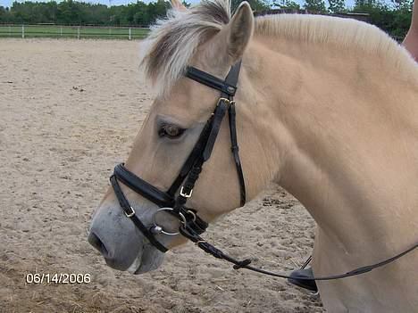 Fjordhest Luna - Solgt ! billede 8