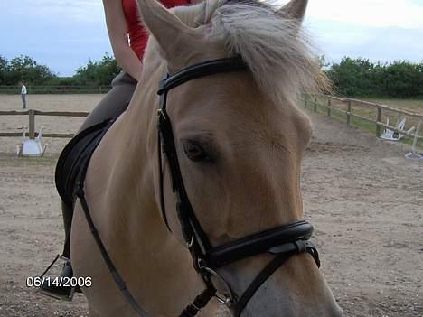 Fjordhest Luna - Solgt ! billede 9