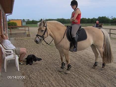 Fjordhest Luna - Solgt ! billede 10