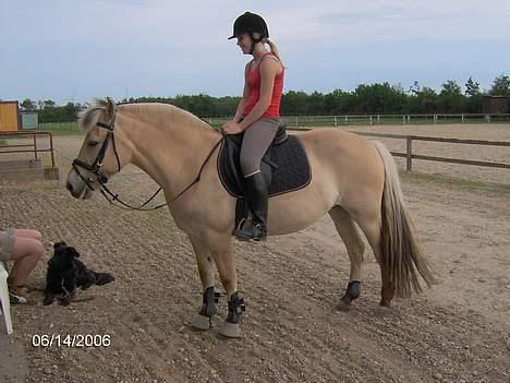 Fjordhest Luna - Solgt ! billede 11