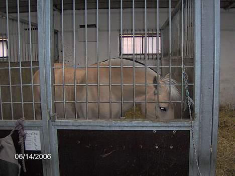 Fjordhest Luna - Solgt ! billede 12