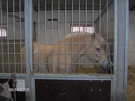 Fjordhest Luna - Solgt ! billede 13