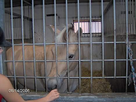 Fjordhest Luna - Solgt ! billede 14