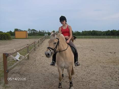 Fjordhest Luna - Solgt ! billede 15