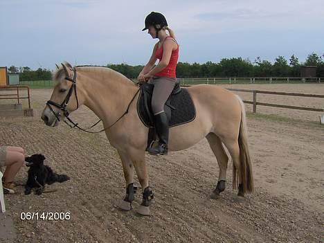Fjordhest Luna - Solgt ! billede 16