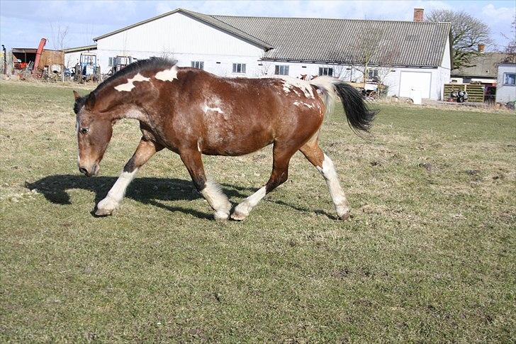 Pinto Kari - marts 2011 billede 10