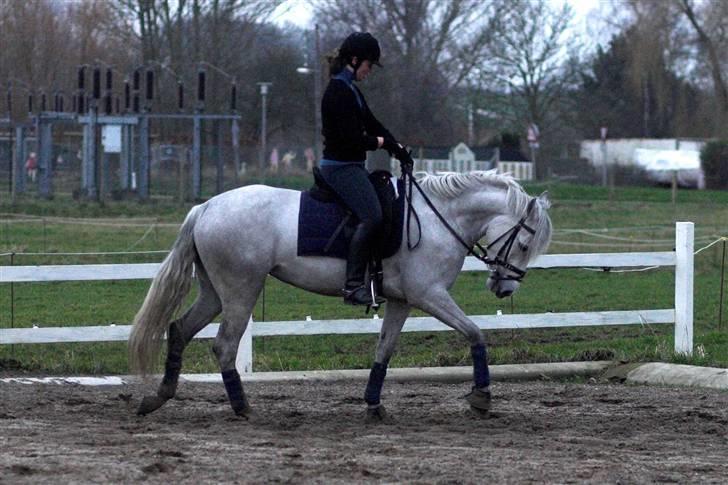 Connemara Carramaya/ grå - Dressur en vinterdag :) billede 5