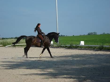 Dansk Varmblod Bernando billede 11