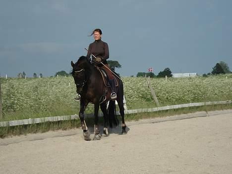 Dansk Varmblod Bernando billede 13