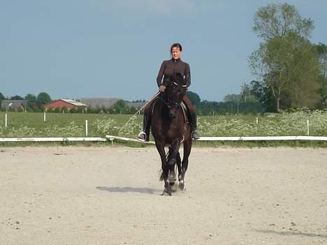 Dansk Varmblod Bernando billede 14