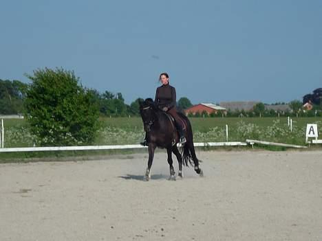 Dansk Varmblod Bernando billede 15