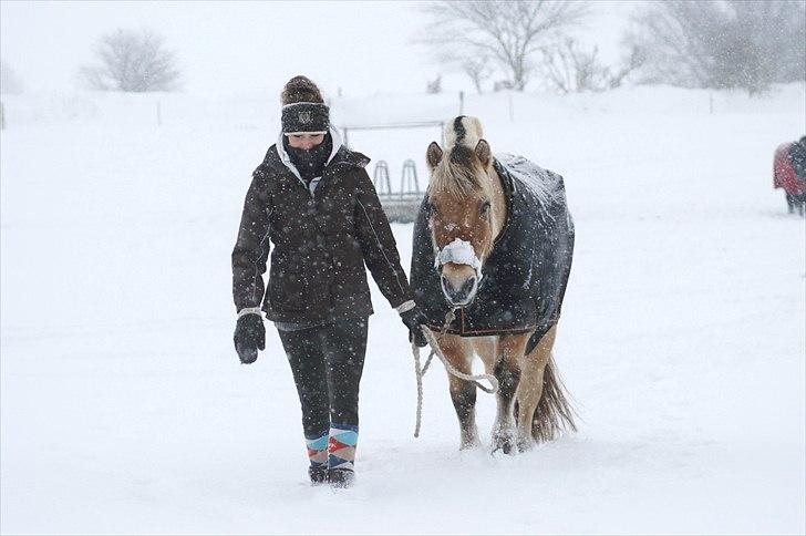 Fjordhest Ingegård's Tanna - November dag i snevejr. Henter Putte ind fra fold :) 27/11-2010 BILLEDET MÅ IKKE KOPIERES OG BRUGES TIL ANDRE NET SIDER billede 11