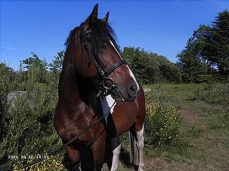 Pinto Wakan. - Wakan vrinsker ;D  billede 1