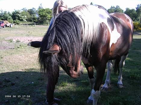 Pinto Wakan. - wee, se hvor fin hun er ;D billede 3