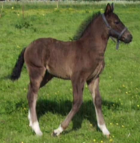 Oldenborg Bøgsted-Møllers Lucia billede 8