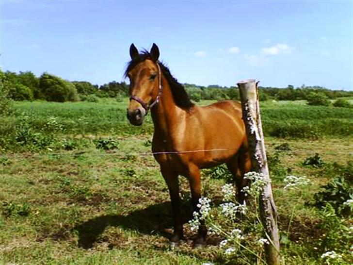 DSP <3 Freja. *I HIMLEN* - # 15. sommeren 2006 billede 15